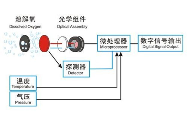 溶解氧传感器